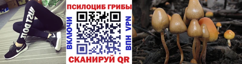 где купить   Грязи  Галлюциногенные грибы Cubensis 